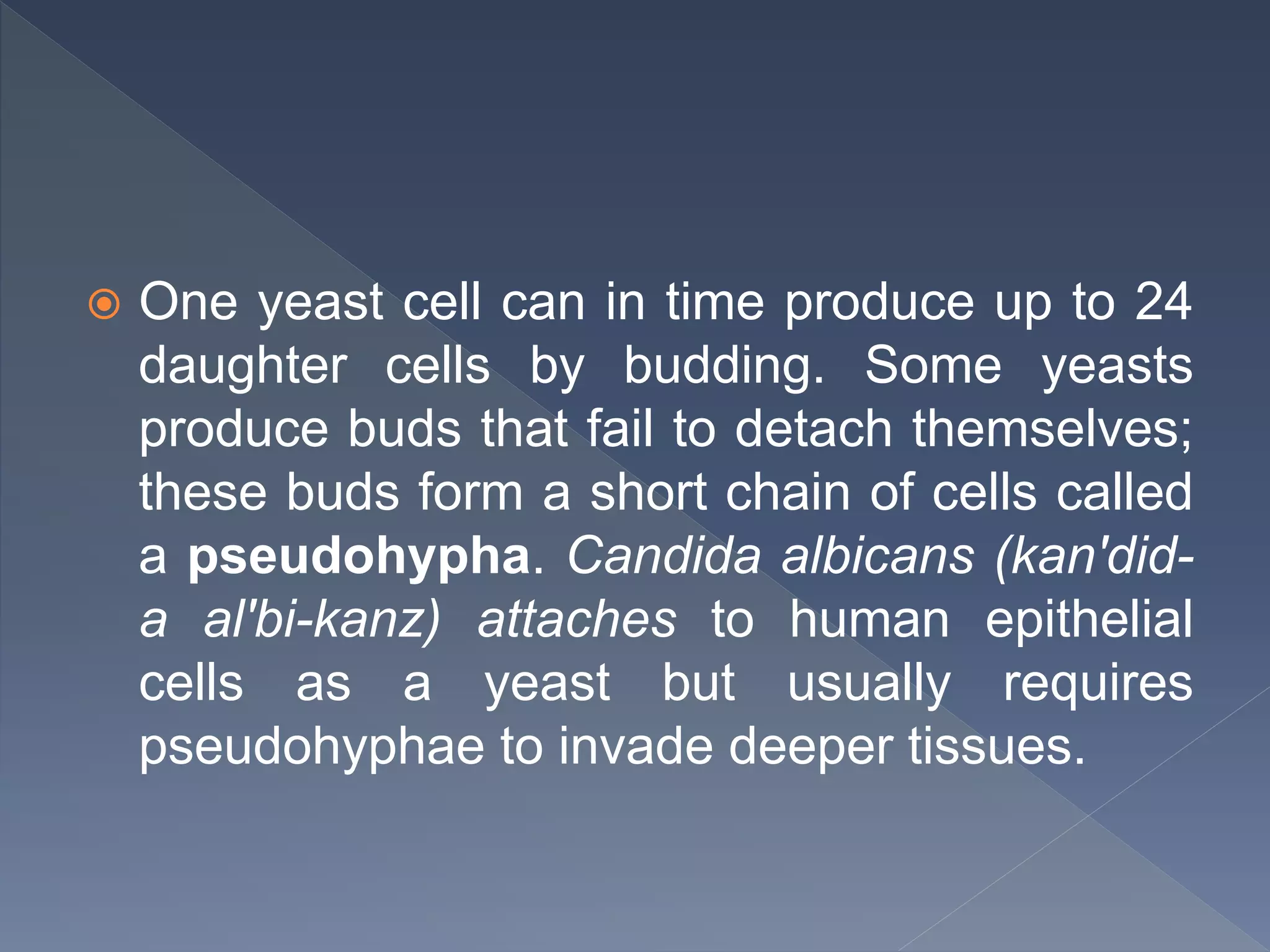  One yeast cell can in time produce up to 24
daughter cells by budding. Some yeasts
produce buds that fail to detach themselves;
these buds form a short chain of cells called
a pseudohypha. Candida albicans (kan'did-
a al'bi-kanz) attaches to human epithelial
cells as a yeast but usually requires
pseudohyphae to invade deeper tissues.
 