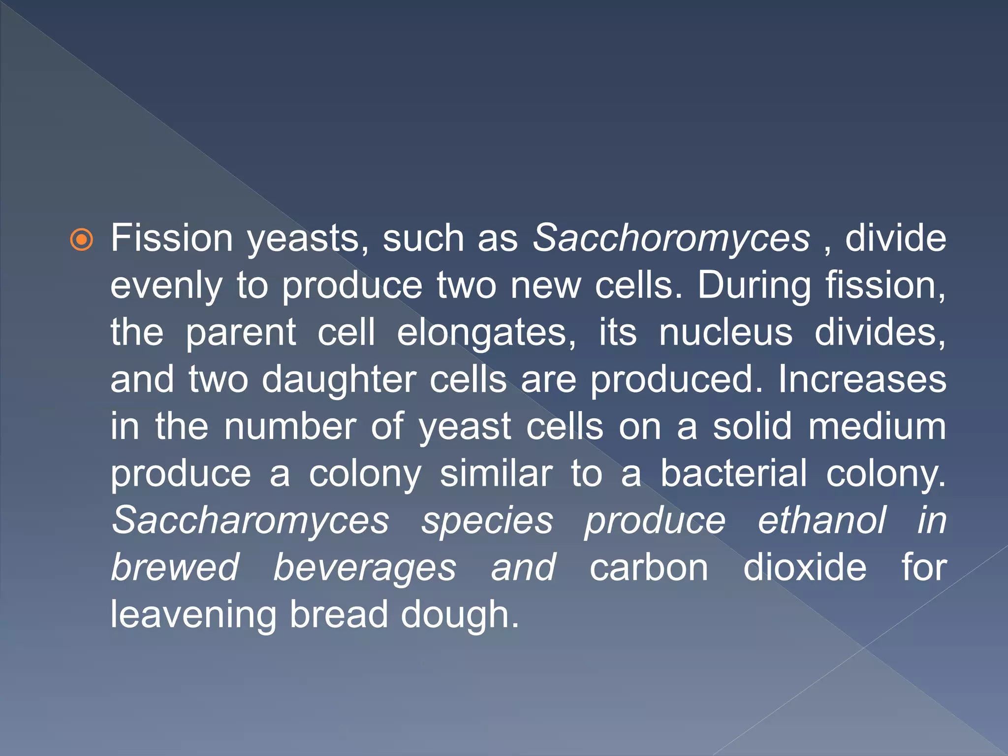  Fission yeasts, such as Sacchoromyces , divide
evenly to produce two new cells. During fission,
the parent cell elongates, its nucleus divides,
and two daughter cells are produced. Increases
in the number of yeast cells on a solid medium
produce a colony similar to a bacterial colony.
Saccharomyces species produce ethanol in
brewed beverages and carbon dioxide for
leavening bread dough.
 