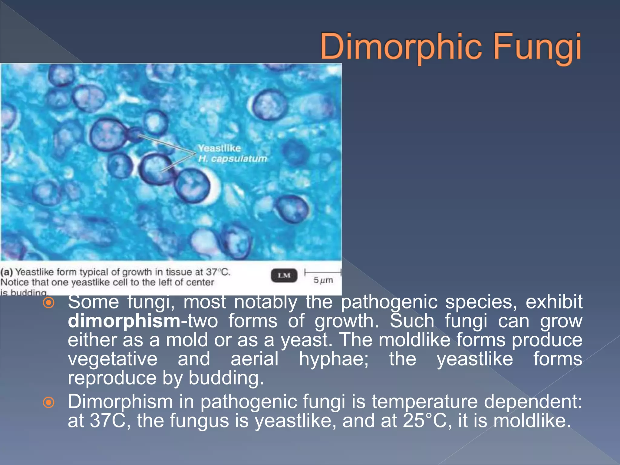  Some fungi, most notably the pathogenic species, exhibit
dimorphism-two forms of growth. Such fungi can grow
either as a mold or as a yeast. The moldlike forms produce
vegetative and aerial hyphae; the yeastlike forms
reproduce by budding.
 Dimorphism in pathogenic fungi is temperature dependent:
at 37C, the fungus is yeastlike, and at 25°C, it is moldlike.
 