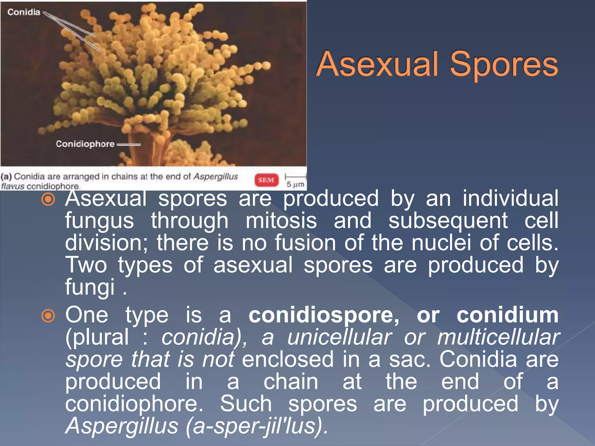  Asexual spores are produced by an individual
fungus through mitosis and subsequent cell
division; there is no fusion of the nuclei of cells.
Two types of asexual spores are produced by
fungi .
 One type is a conidiospore, or conidium
(plural : conidia), a unicellular or multicellular
spore that is not enclosed in a sac. Conidia are
produced in a chain at the end of a
conidiophore. Such spores are produced by
Aspergillus (a-sper-jil'lus).
 