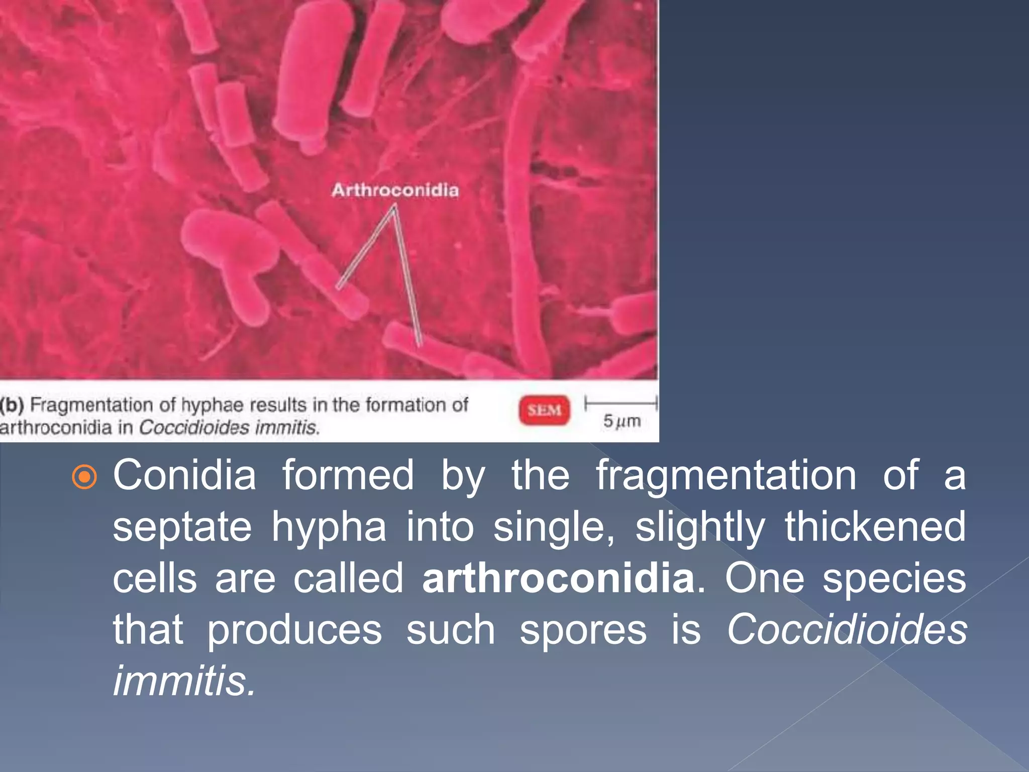  Conidia formed by the fragmentation of a
septate hypha into single, slightly thickened
cells are called arthroconidia. One species
that produces such spores is Coccidioides
immitis.
 