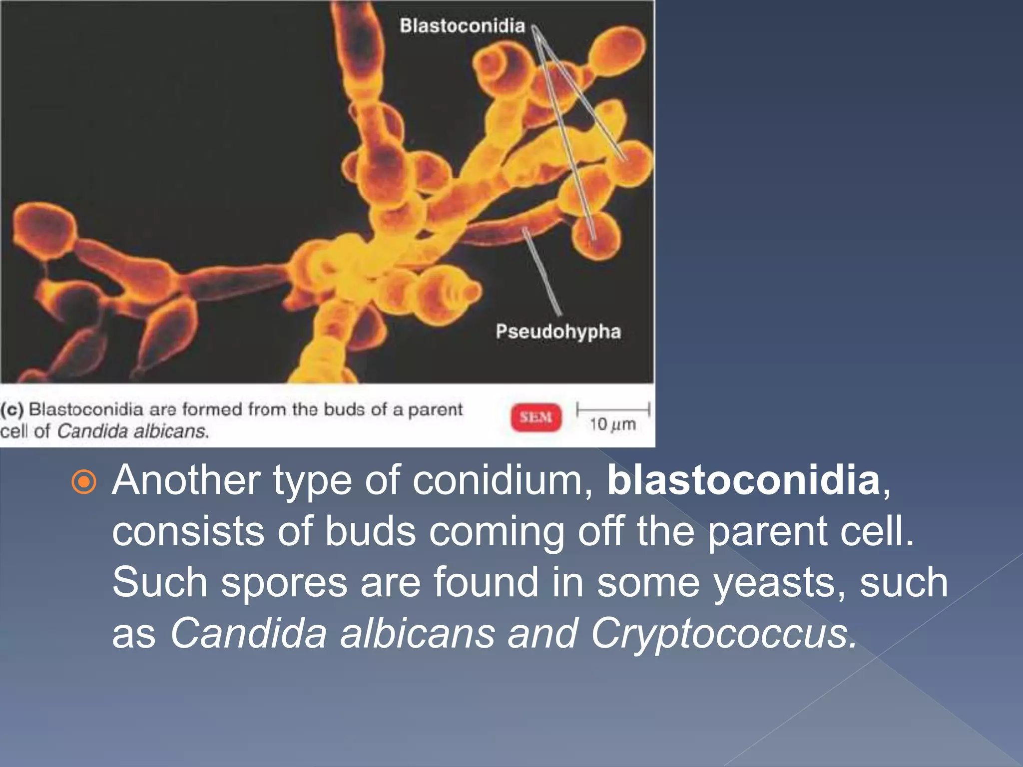  Another type of conidium, blastoconidia,
consists of buds coming off the parent cell.
Such spores are found in some yeasts, such
as Candida albicans and Cryptococcus.
 