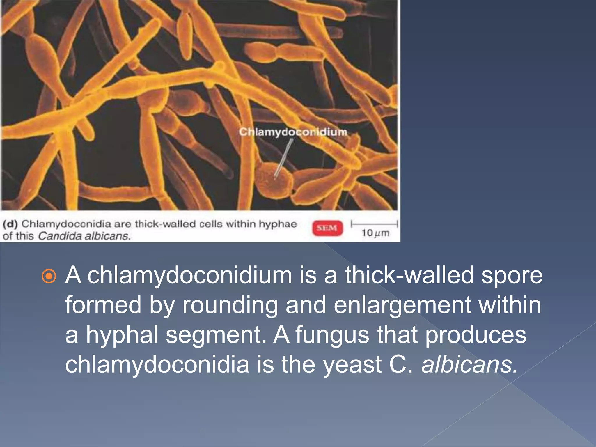  A chlamydoconidium is a thick-walled spore
formed by rounding and enlargement within
a hyphal segment. A fungus that produces
chlamydoconidia is the yeast C. albicans.
 