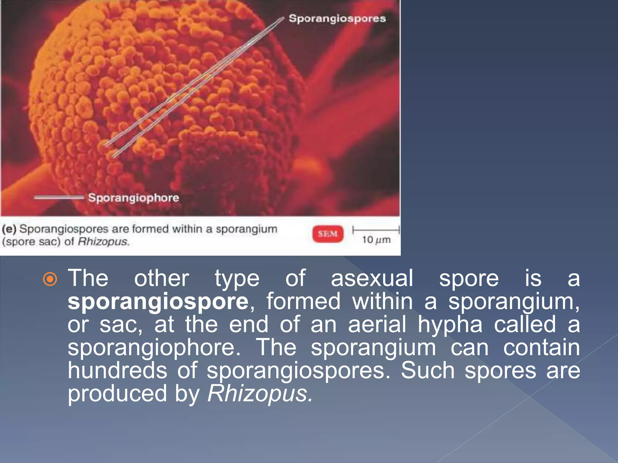  The other type of asexual spore is a
sporangiospore, formed within a sporangium,
or sac, at the end of an aerial hypha called a
sporangiophore. The sporangium can contain
hundreds of sporangiospores. Such spores are
produced by Rhizopus.
 