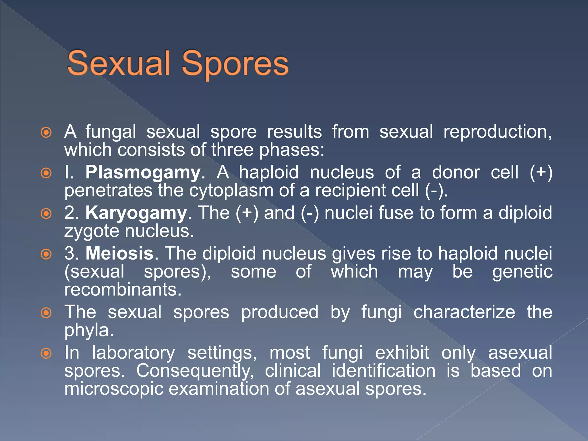  A fungal sexual spore results from sexual reproduction,
which consists of three phases:
 I. Plasmogamy. A haploid nucleus of a donor cell (+)
penetrates the cytoplasm of a recipient cell (-).
 2. Karyogamy. The (+) and (-) nuclei fuse to form a diploid
zygote nucleus.
 3. Meiosis. The diploid nucleus gives rise to haploid nuclei
(sexual spores), some of which may be genetic
recombinants.
 The sexual spores produced by fungi characterize the
phyla.
 In laboratory settings, most fungi exhibit only asexual
spores. Consequently, clinical identification is based on
microscopic examination of asexual spores.
 
