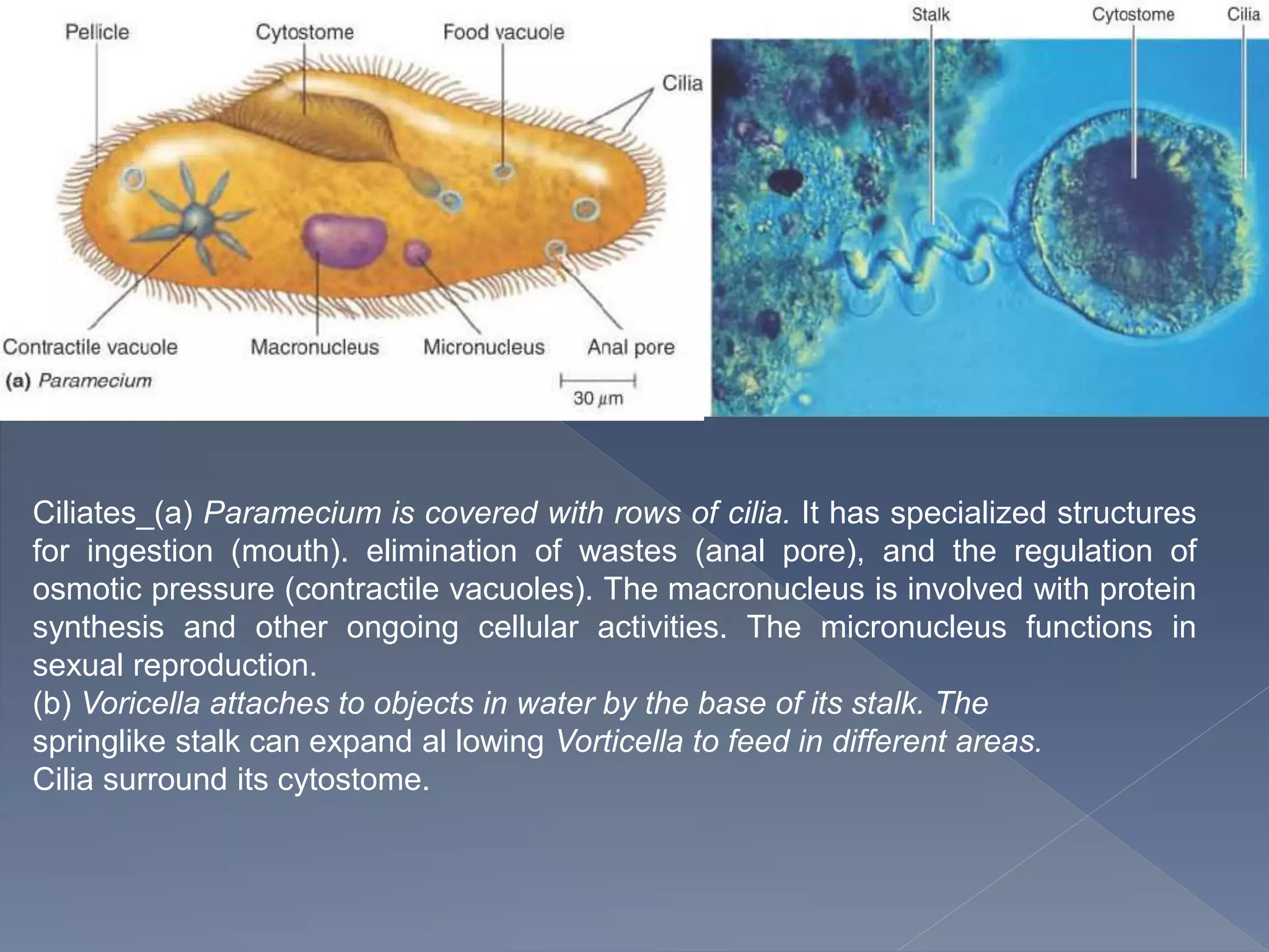 Ciliates_(a) Paramecium is covered with rows of cilia. It has specialized structures
for ingestion (mouth). elimination of wastes (anal pore), and the regulation of
osmotic pressure (contractile vacuoles). The macronucleus is involved with protein
synthesis and other ongoing cellular activities. The micronucleus functions in
sexual reproduction.
(b) Voricella attaches to objects in water by the base of its stalk. The
springlike stalk can expand al lowing Vorticella to feed in different areas.
Cilia surround its cytostome.
 