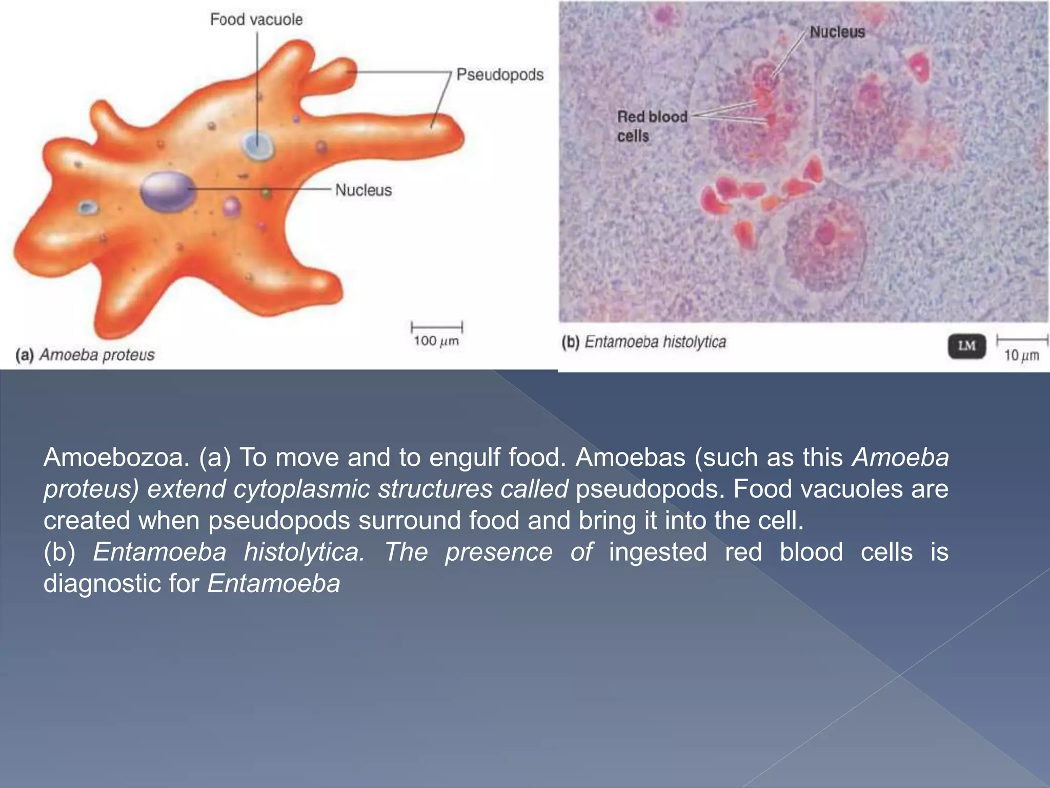 Amoebozoa. (a) To move and to engulf food. Amoebas (such as this Amoeba
proteus) extend cytoplasmic structures called pseudopods. Food vacuoles are
created when pseudopods surround food and bring it into the cell.
(b) Entamoeba histolytica. The presence of ingested red blood cells is
diagnostic for Entamoeba
 