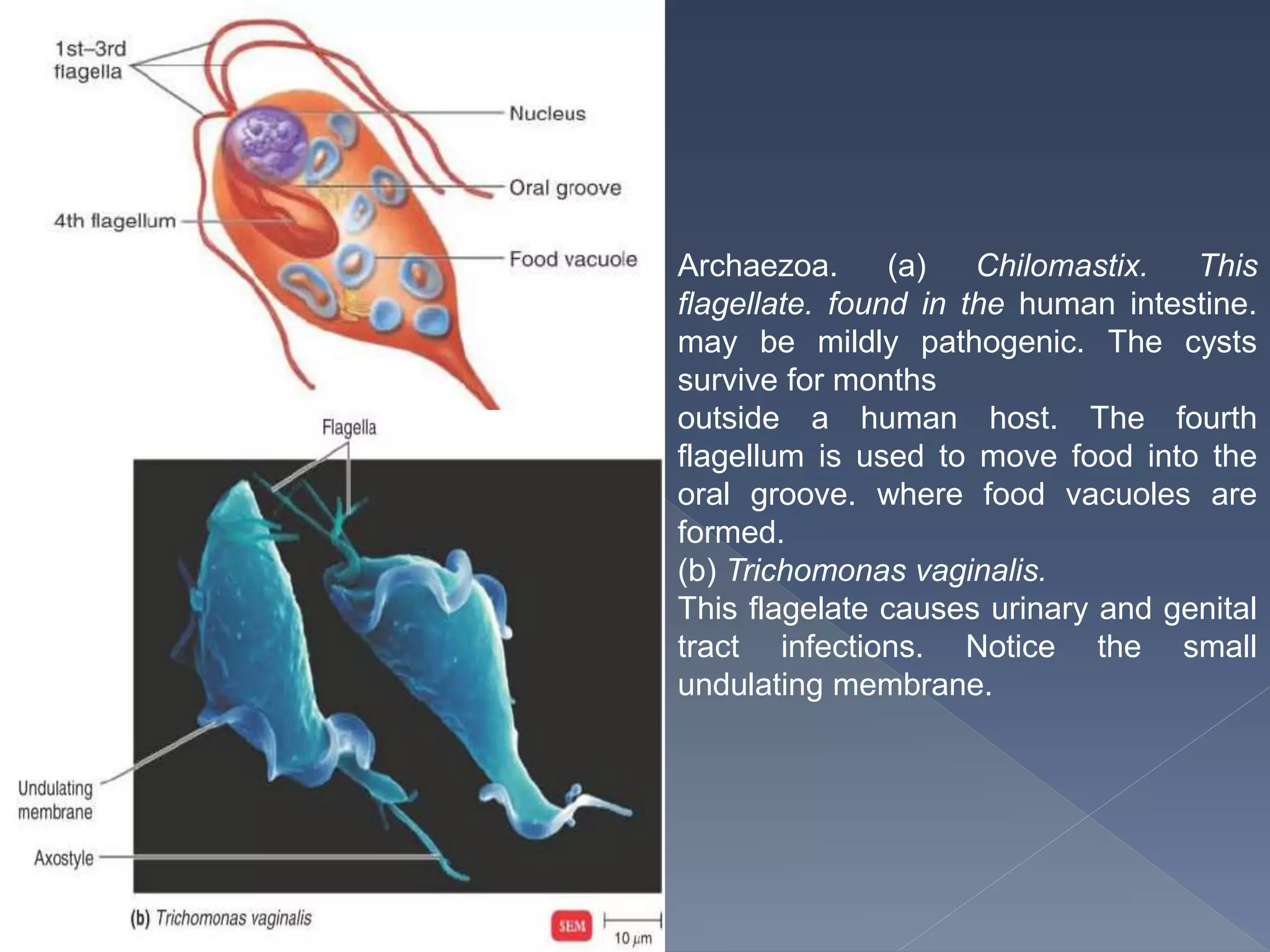 Archaezoa. (a) Chilomastix. This
flagellate. found in the human intestine.
may be mildly pathogenic. The cysts
survive for months
outside a human host. The fourth
flagellum is used to move food into the
oral groove. where food vacuoles are
formed.
(b) Trichomonas vaginalis.
This flagelate causes urinary and genital
tract infections. Notice the small
undulating membrane.
 