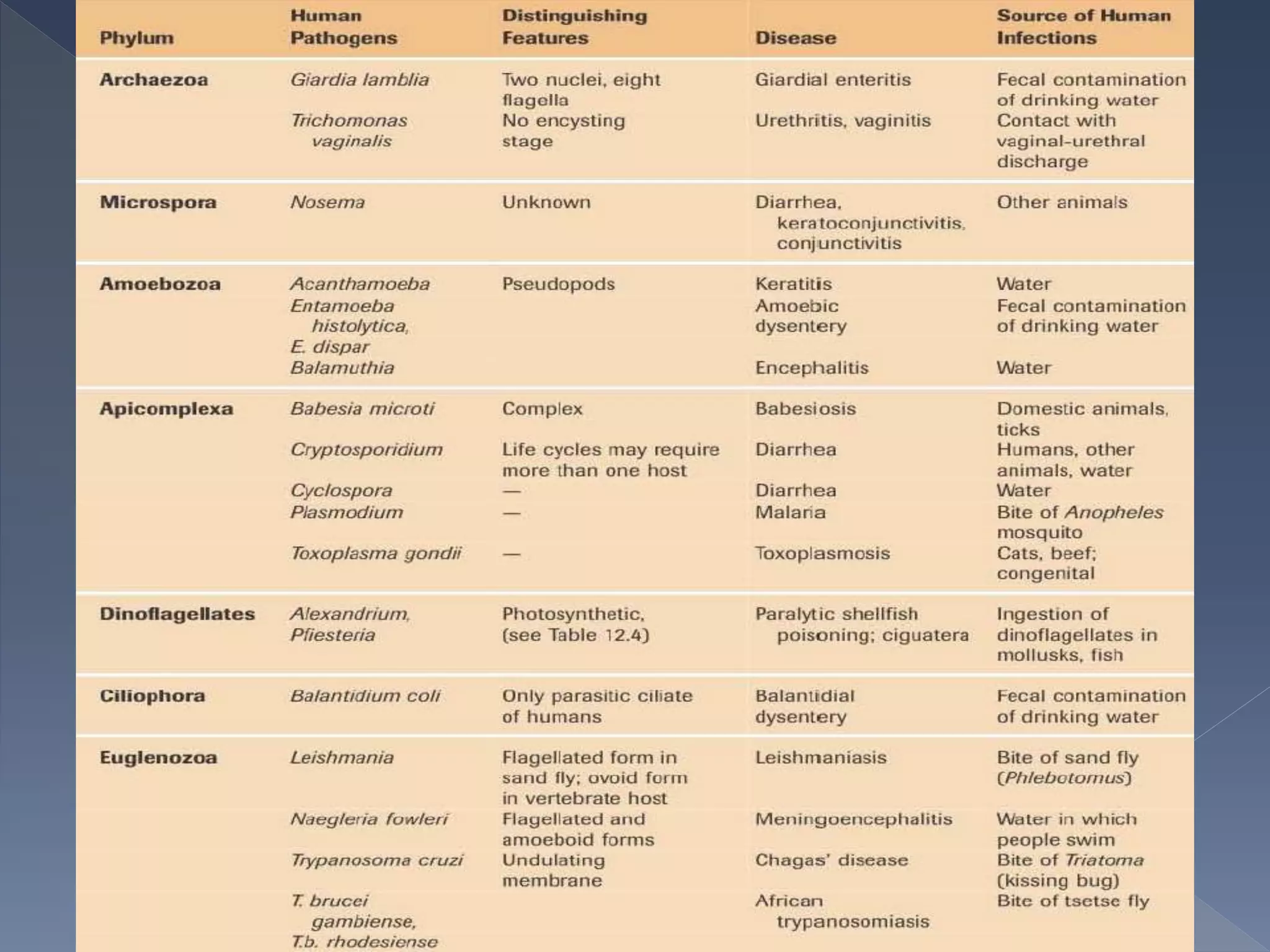 morphology & structure of spirochete, fungi & protozoa
