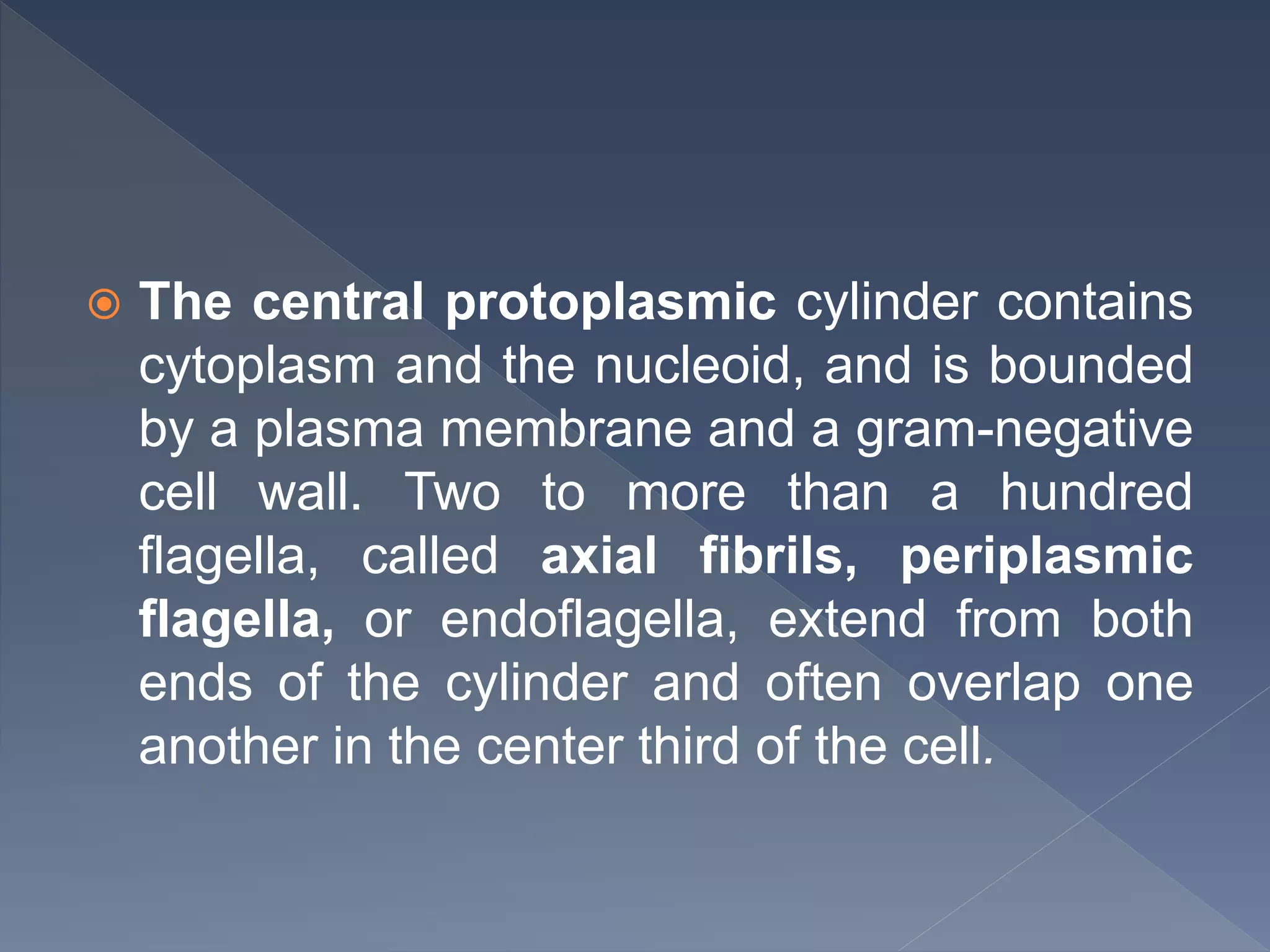  The central protoplasmic cylinder contains
cytoplasm and the nucleoid, and is bounded
by a plasma membrane and a gram-negative
cell wall. Two to more than a hundred
flagella, called axial fibrils, periplasmic
flagella, or endoflagella, extend from both
ends of the cylinder and often overlap one
another in the center third of the cell.
 