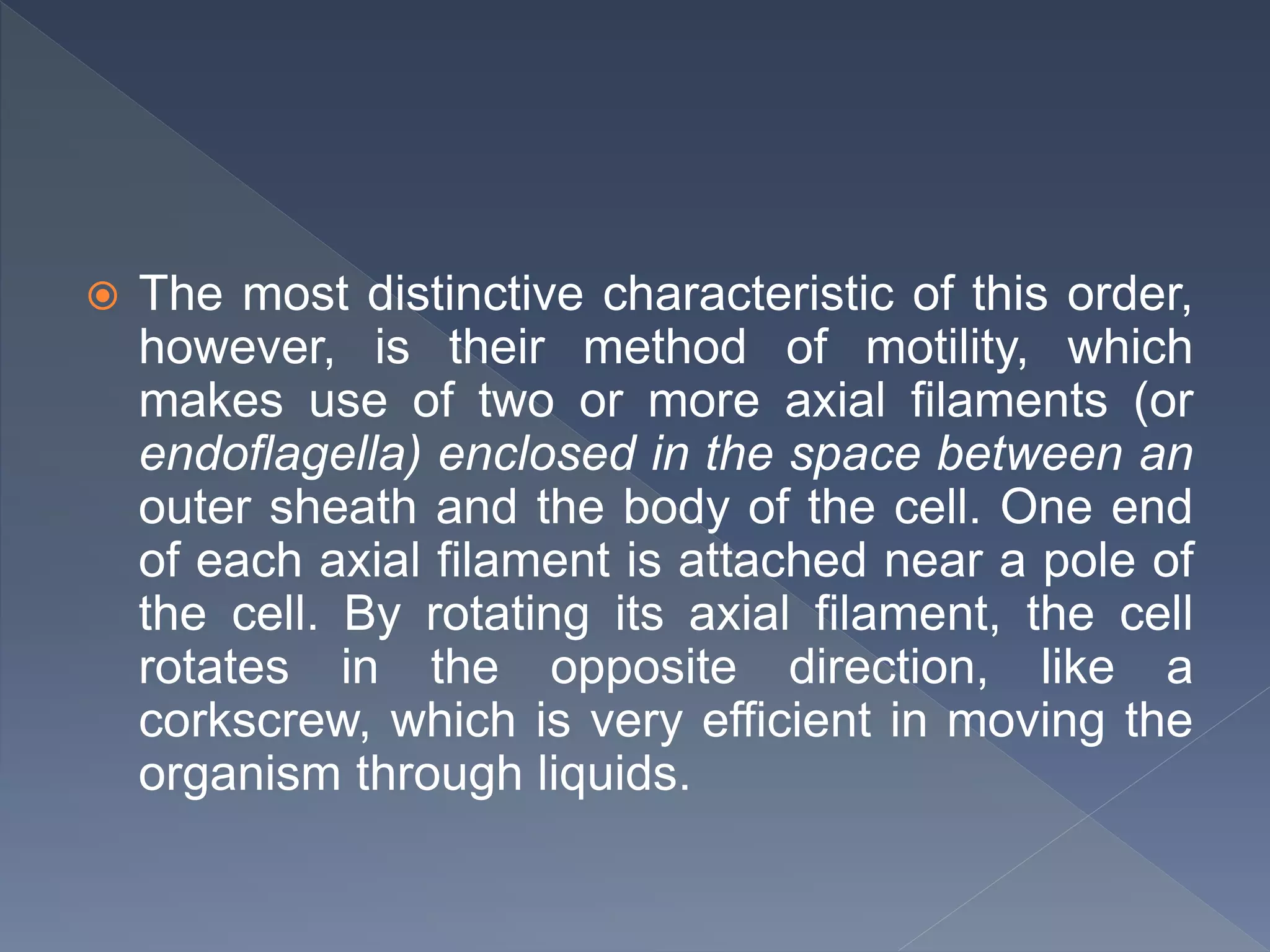  The most distinctive characteristic of this order,
however, is their method of motility, which
makes use of two or more axial filaments (or
endoflagella) enclosed in the space between an
outer sheath and the body of the cell. One end
of each axial filament is attached near a pole of
the cell. By rotating its axial filament, the cell
rotates in the opposite direction, like a
corkscrew, which is very efficient in moving the
organism through liquids.
 