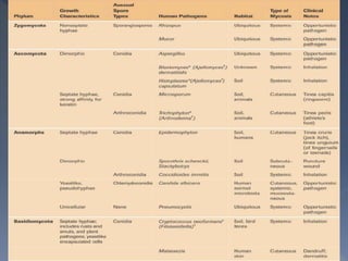 morphology & structure of spirochete, fungi & protozoa | PPT
