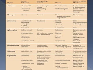 morphology & structure of spirochete, fungi & protozoa | PPT