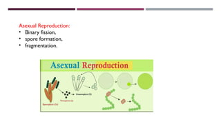 Morphology structure and function of algae.pptx