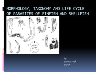 MORPHOLOGY, TAXONOMY AND LIFE CYCLE
OF PARASITES OF FINFISH AND SHELLFISH
By:-
Jaspreet Singh
COFSN
 