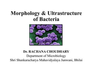 Morphology & Ultrastructure
of Bacteria
Dr. RACHANA CHOUDHARY
Department of Microbiology
Shri Shankaracharya Mahavidyalaya Junwani, Bhilai
 