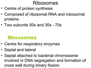 Ribosomes Centre of protein synthesis Composed of ribosomal RNA and robosomal proteins Two subunits 50s and 30s - 70s  Mesosomes Centre for respiratory enzymes Septal and lateral Septal attached to bacterial chromosome involved in DNA segregation and formation of cross wall during binary fission. 