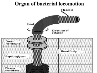 Organ of bacterial locomotion 
