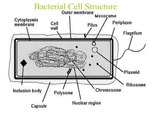 Bacterial Cell Structure 