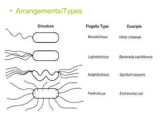 Arrangements/Types 