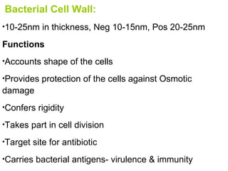 Bacterial Cell Wall: 10-25nm in thickness, Neg 10-15nm, Pos 20-25nm Functions Accounts shape of the cells Provides protection of the cells against Osmotic damage Confers rigidity Takes part in cell division Target site for antibiotic Carries bacterial antigens- virulence & immunity 