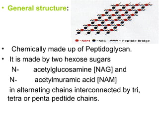 General structure :   Chemically made up of Peptidoglycan.  It is made by two hexose sugars    N- acetylglucosamine [NAG] and   N-  acetylmuramic acid [NAM]  in alternating chains interconnected by tri, tetra or penta pedtide chains. 