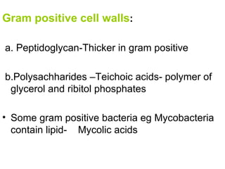 Gram positive cell walls : a. Peptidoglycan-Thicker in gram positive b.Polysachharides –Teichoic acids- polymer of glycerol and ribitol phosphates Some gram positive bacteria eg Mycobacteria contain lipid-  Mycolic acids 