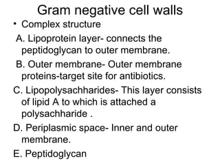 Gram negative cell walls Complex structure A. Lipoprotein layer- connects the peptidoglycan to outer membrane. B. Outer membrane- Outer membrane proteins-target site for antibiotics.  C. Lipopolysachharides- This layer consists of lipid A to which is attached a polysachharide .  D. Periplasmic space- Inner and outer membrane.  E. Peptidoglycan 