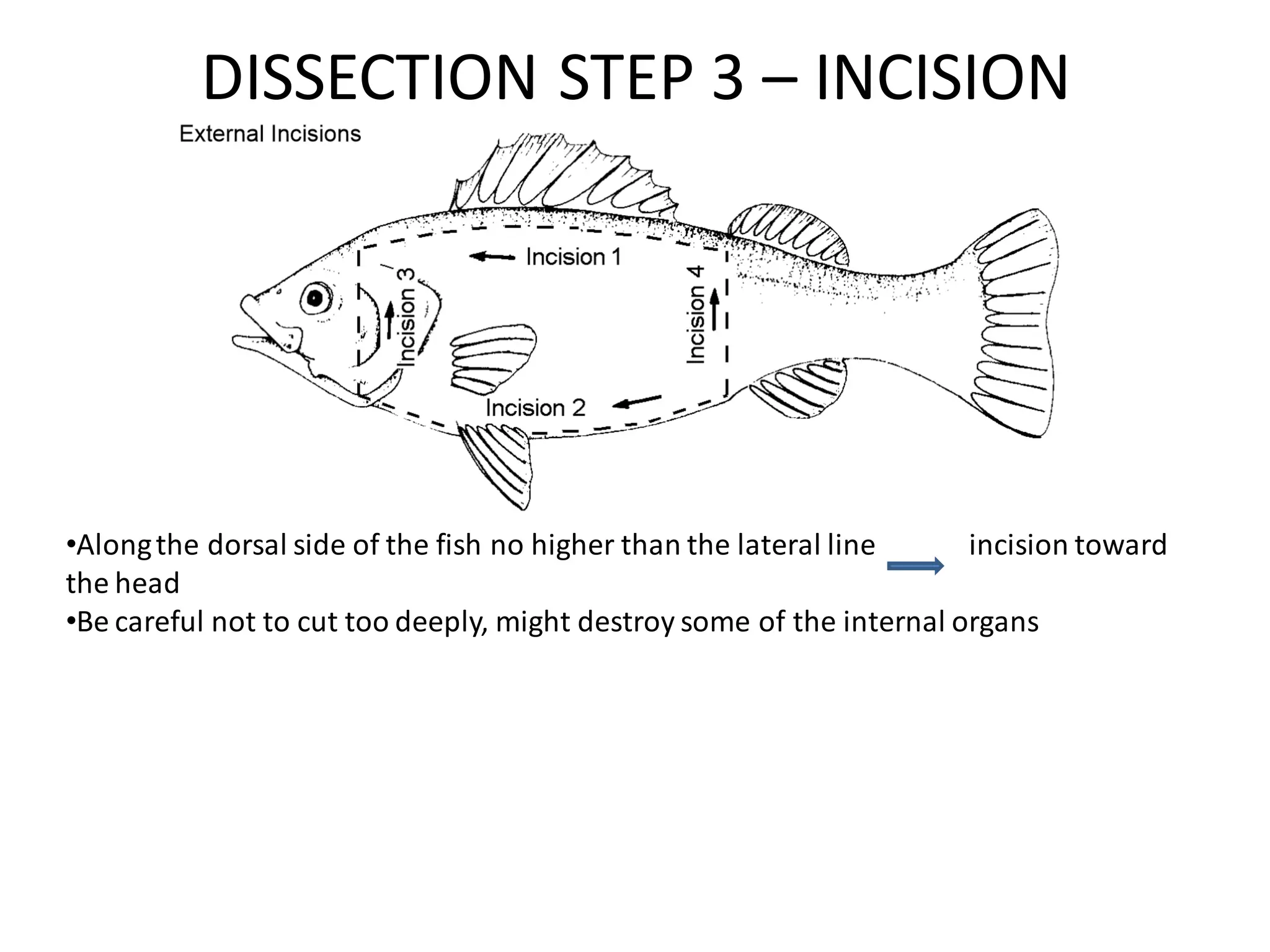 Morphometric measurements,condition indexing and dissection of fish | PDF