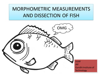 MORPHOMETRIC MEASUREMENTS
AND DISSECTION OF FISH
VIJAY
JRF
GandhiInstitute of
Technology
 