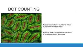 DOT COUNTING
Nuclear area/cell area=number of dots in
nuclei/number of dots in cell
Absolute area of structure=number of dots
in structure x area of dot square
 