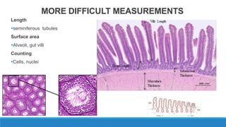 MORE DIFFICULT MEASUREMENTS
Length
seminiferous tubules
Surface area
Alveoli, gut villi
Counting
Cells, nuclei
 
