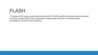FLASH
Framework for large-scale histomorphometry (FLASH) performing deep learning based
semantic segmentation and subsequent large-scale extraction of interpretable,
quantitative, morphometric features .
 