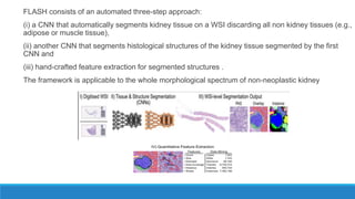 FLASH consists of an automated three-step approach:
(i) a CNN that automatically segments kidney tissue on a WSI discarding all non kidney tissues (e.g.,
adipose or muscle tissue),
(ii) another CNN that segments histological structures of the kidney tissue segmented by the first
CNN and
(iii) hand-crafted feature extraction for segmented structures .
The framework is applicable to the whole morphological spectrum of non-neoplastic kidney
 