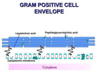 GRAM POSITIVE CELL
            ENVELOPE


     Lipoteichoic acid    Peptidoglycan-teichoic acid




Cytoplasmic membrane

                         Cytoplasm
                                                        22
 