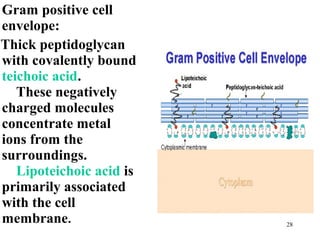 Gram positive cell
envelope:
Thick peptidoglycan
with covalently bound
teichoic acid.
   These negatively
charged molecules
concentrate metal
ions from the
surroundings.
   Lipoteichoic acid is
primarily associated
with the cell
membrane.                 28
 