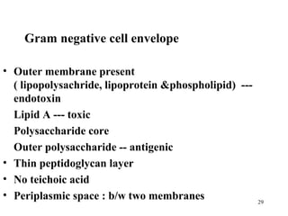 Gram negative cell envelope

• Outer membrane present
  ( lipopolysachride, lipoprotein &phospholipid) ---
  endotoxin
  Lipid A --- toxic
  Polysaccharide core
  Outer polysaccharide -- antigenic
• Thin peptidoglycan layer
• No teichoic acid
• Periplasmic space : b/w two membranes                29
 