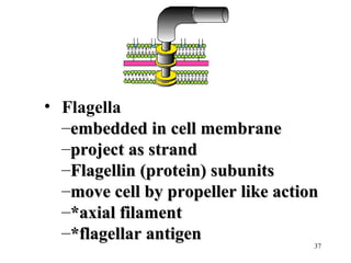 • Flagella
  –embedded in cell membrane
  –project as strand
  –Flagellin (protein) subunits
  –move cell by propeller like action
  –*axial filament
  –*flagellar antigen
                                    37
 