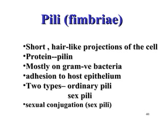 Pili (fimbriae)
•Short , hair-like projections of the cell
•Protein--pilin
•Mostly on gram-ve bacteria
•adhesion to host epithelium
•Two types– ordinary pili
              sex pili
•sexual conjugation (sex pili)
                                      40
 