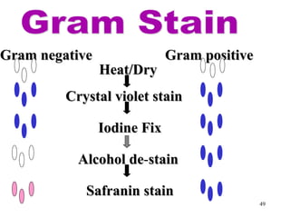 Gram negative                Gram positive
                Heat/Dry
         Crystal violet stain

                Iodine Fix

           Alcohol de-stain
                   de

            Safranin stain
                                             49
 