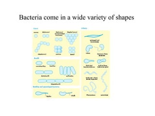 Bacteria come in a wide variety of shapes
 