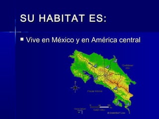 SU HABITAT ES:SU HABITAT ES:
 Vive en México y en América centralVive en México y en América central
 