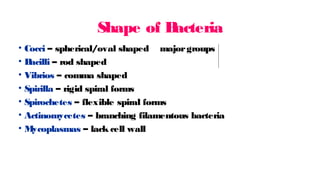 Shape of B
acteria
• Cocci – spherical/oval shaped majorgroups
• B
acilli – rod shaped
• Vibrios – comma shaped
• Spirilla – rigid spiral forms
• Spirochetes – flexible spiral forms
• Actinomycetes – branching filamentous bacteria
• M
ycoplasmas – lack cell wall
 