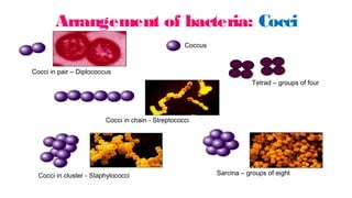 Arrangement of bacteria: Cocci
Cocci in pair – Diplococcus
Sarcina – groups of eight
Tetrad – groups of four
Cocci in chain - Streptococci
Cocci in cluster - Staphylococci
Coccus
 