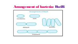 Arrangement of bacteria: B
acilli
 