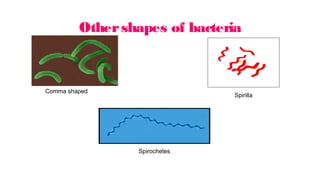 Othershapes of bacteria
Comma shaped
Spirochetes
Spirilla
 