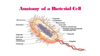 Anatomy of a B
acterial Cell
 