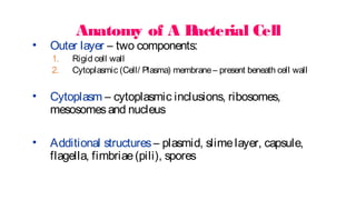 Anatomy of A B
acterial Cell
• Outer layer – two components:
1. Rigid cell wall
2. Cytoplasmic (Cell/ Plasma) membrane– present beneath cell wall
• Cytoplasm – cytoplasmic inclusions, ribosomes,
mesosomesand nucleus
• Additional structures – plasmid, slimelayer, capsule,
flagella, fimbriae(pili), spores
 