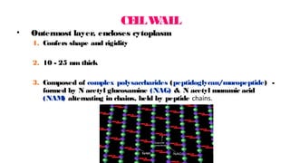 CE
L
LW
AL
L
• Outermost layer, encloses cytoplasm
1. Confers shape and rigidity
2. 10 - 25 nm thick
3. Composed of complex polysaccharides (peptidoglycan/mucopeptide) -
formed by N acetyl glucosamine (NAG) & N acetyl muramic acid
(NAM
) alternating in chains, held by peptide chains.
 