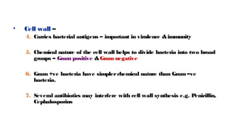 • Cell wall –
4. Carries bacterial antigens – important in virulence &immunity
5. Chemical nature of the cell wall helps to divide bacteria into two broad
groups – Gram positive &Gram negative
6. Gram +ve bacteria have simplerchemical nature than Gram –ve
bacteria.
7. Several antibiotics may interfere with cell wall synthesis e.g. P
enicillin,
Cephalosporins
 